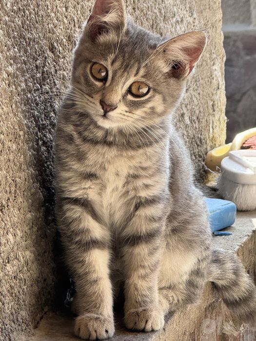 Шотландские вислоухие котята