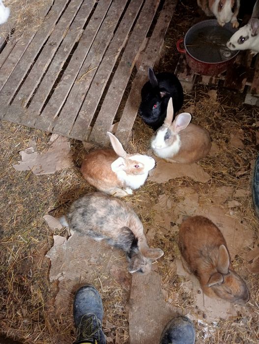 Vănd iepuri toate mărimile