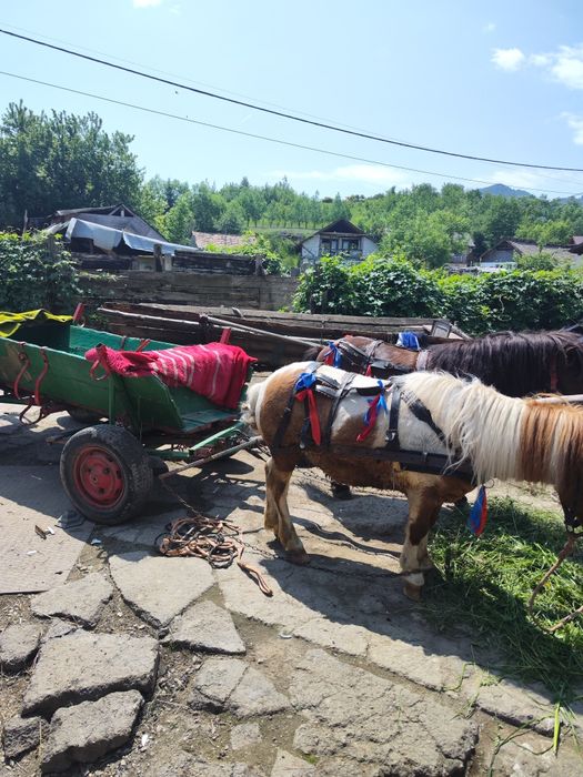 Vând ponei cu căruța