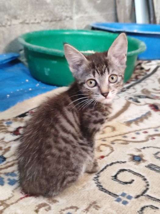 Отдам котят бауырластар 2