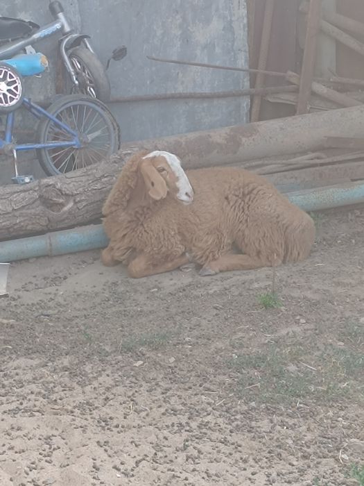 Қой сатылады 2 еу