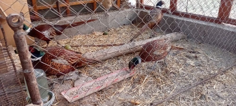 Фазан  қырғауыл қоразы  үиде өсірілген