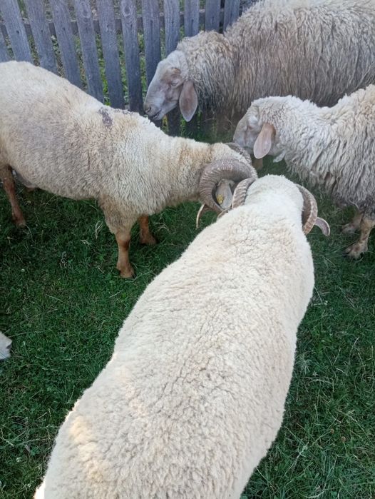 Vând Berbeci buni mai și grași