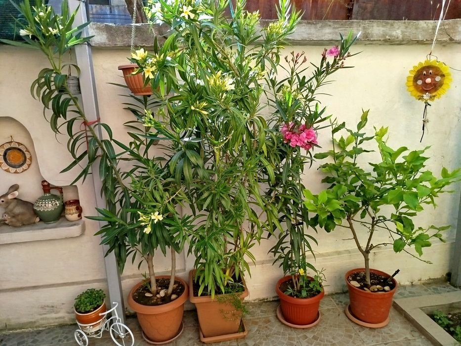 Зокум / Олеандър