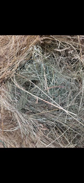 Lucerna Infoliat/baloti de fan/balot rotund/baloti mici