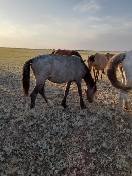 Животные.Тай.Девочка