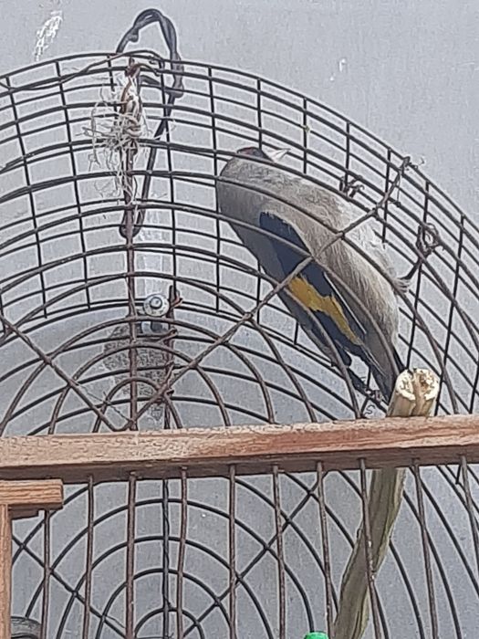 Sava norchi yaxshi va yiri qush