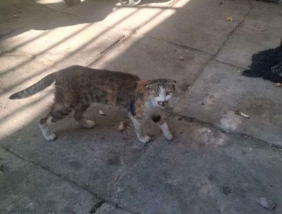 Отдам в добрые руки кошечку