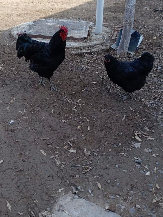 ‼️Срочно продается Петух ‼️