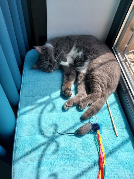 Кошка в добрые руки