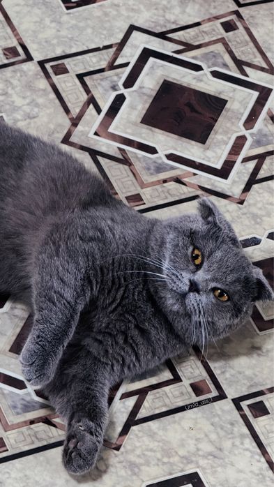 Породаси бошка мушукга абмен киламан сотиб олмокши босангиз сотлади