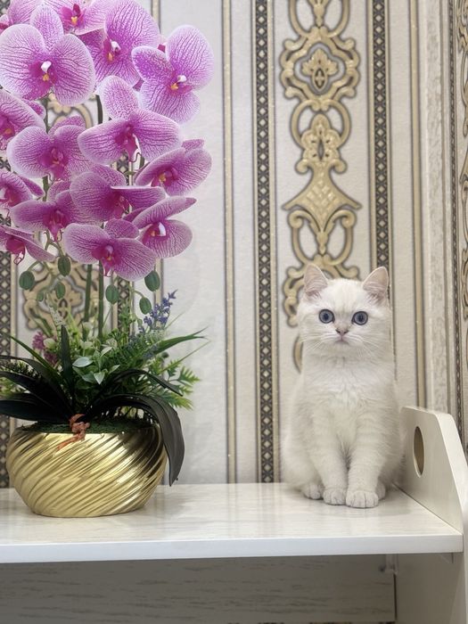 Serebristy shinshila