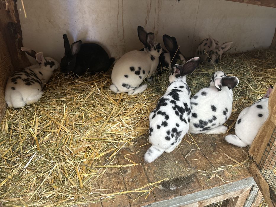 Pui rex dalmatian si tricolor
