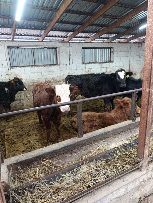 Продаются тёлки .