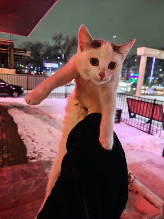 Котёнок, кошечка