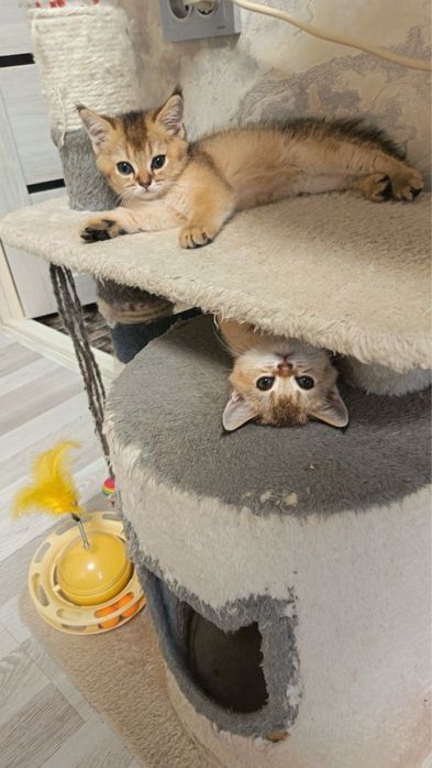 Продаются котятки