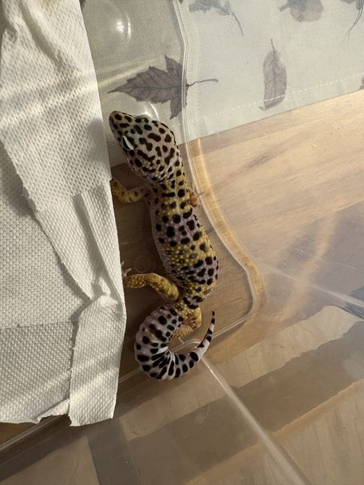 Gecko leopard  4 luni