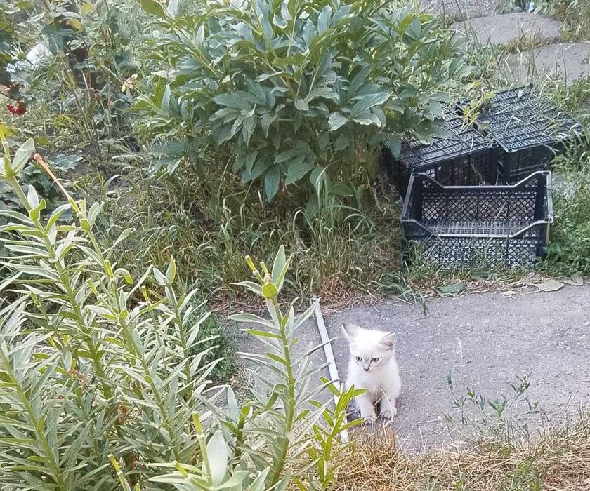 Отдам хороших котят