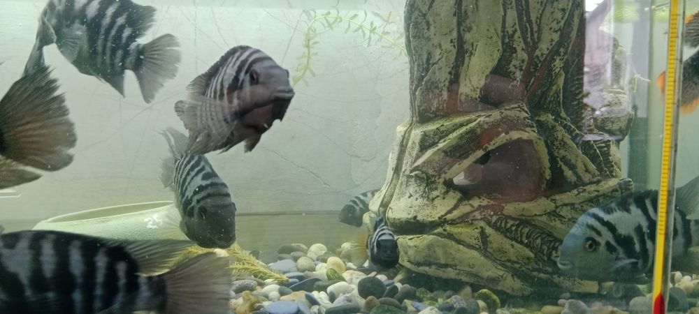 Расселение аквариума.