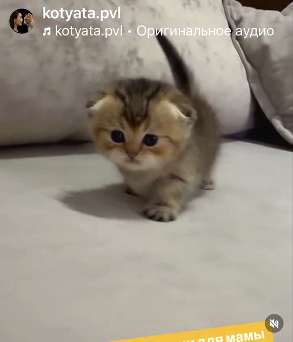 Манчкин коротколапый мальчик