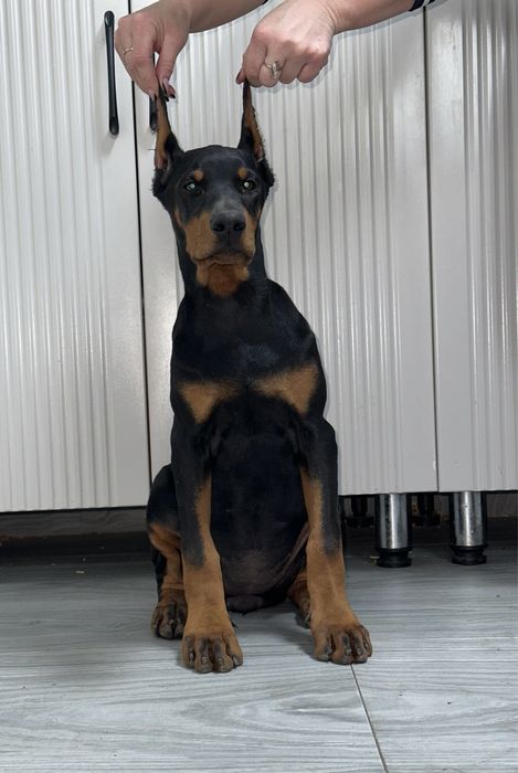 Доберман с документами