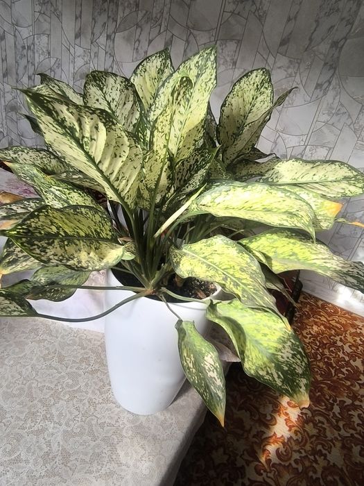 Чиройли ва нойоб гуллар