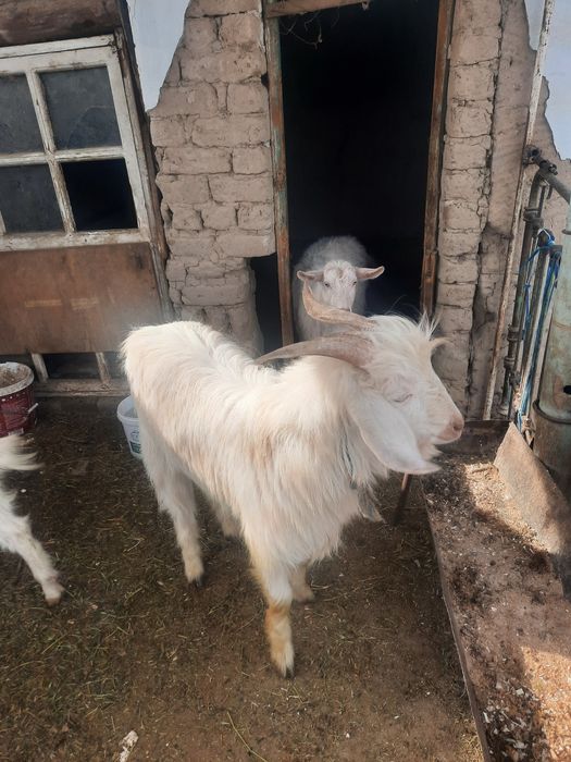 Чистокровный теке