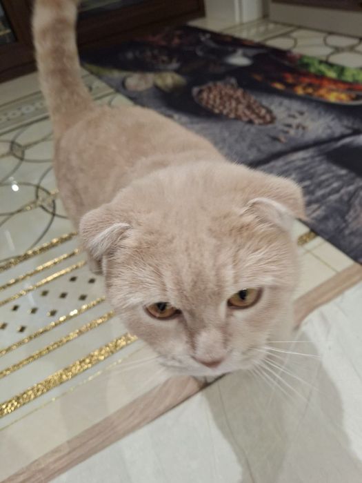 Skotish fold Mushugi o’g’il bola