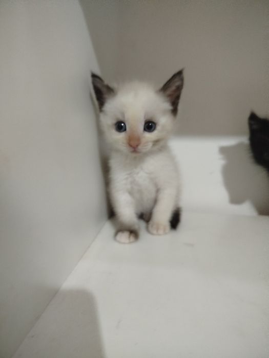Котята смесь с британским
