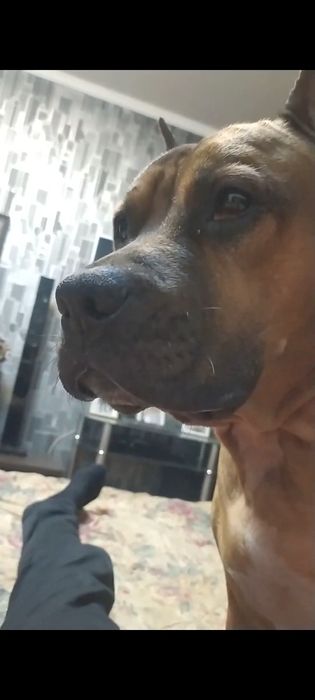 Ищем самку для вязки