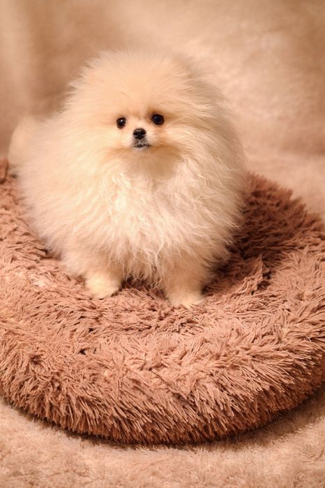 Померан. Момиче Мини . Три Месеца