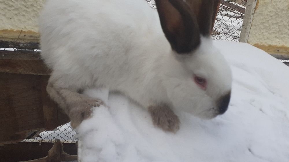 Продам живых кроликов