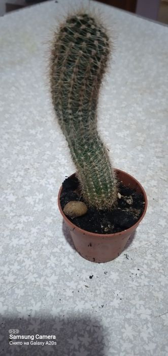 Продам кактус очень красивое растение