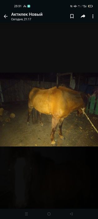 Продам лошадь 4 года