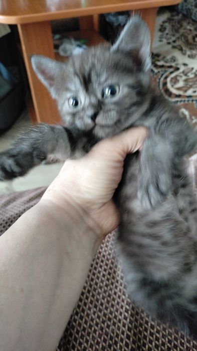 шотландские котята