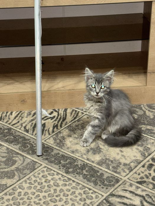 Продам котенка мальчик
