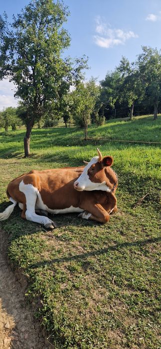 Vacă in vârstă de 4 ani gestantă in 4 luni