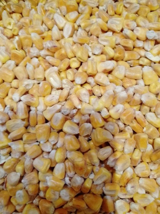 Ячмень.Платный чат!Все корма.