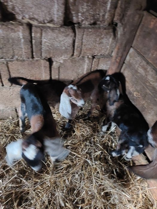 Vând două capre anglonubiene  fătate