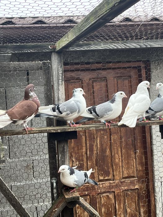 Porumbei de zbor la înălțime
