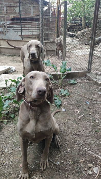 Ваймаранери с родословие