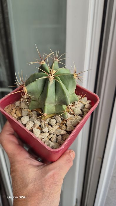 Кактусы домашние, три сорта