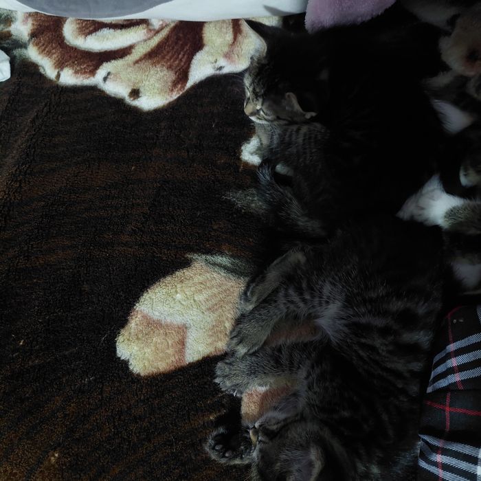 Продам котят 3 девочки