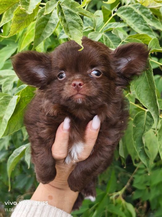 Продам щенков чихуахуа