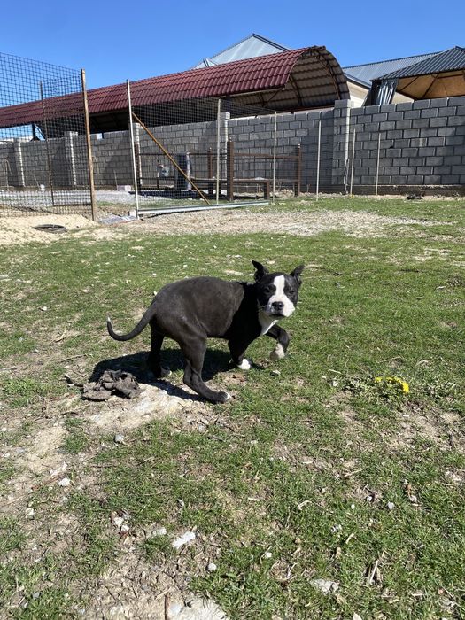Питбуль pit bull күшік 2 айлық