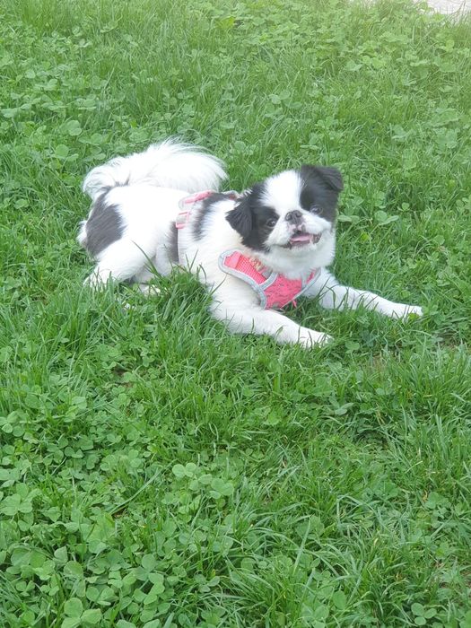 Стрижка кошек и собак.