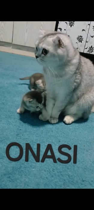 Serebry shinshilla 2,5 oylik