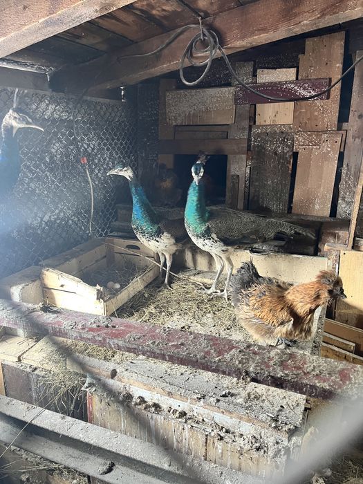 Vand pauni de 6 luni