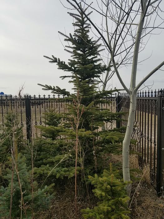 Ёлки в наличии продаются