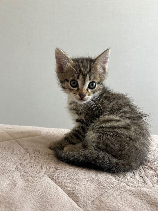 Котенок мальчик 1.5 месяца